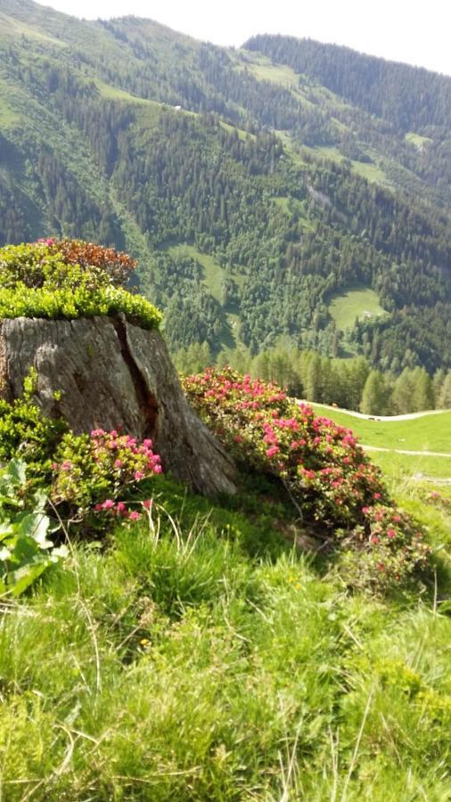 Rieserhof/Fam. Meissnitzer Taxenbach Ngoại thất bức ảnh